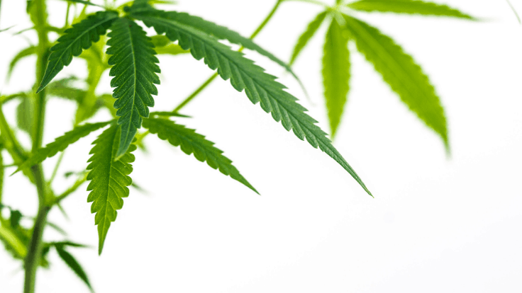 Oklahoma to Revise Medical Cannabis Statute